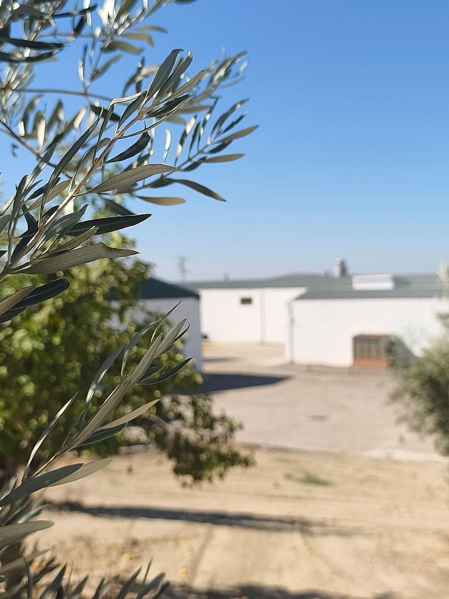 De la tradición al mañana: desafíos y oportunidades del olivar en la Campiña de Jaén